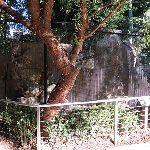 Discovery Outpost - Children's Zoo - Fennec Fox Exhibit