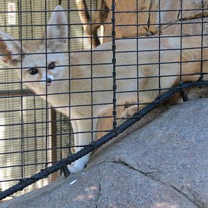 Discovery Outpost - Children's Zoo - Fennec Fox