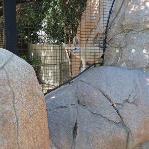 Discovery Outpost - Children's Zoo - Fennec Fox Exhibit