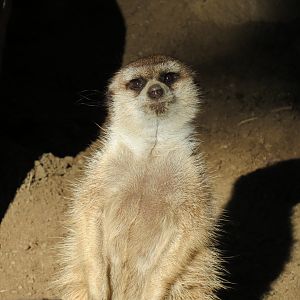 Discovery Outpost - Children's Zoo - Southwest African Meerkat