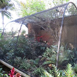 Discovery Outpost - Green Aracari Exhibit