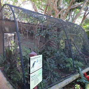 Discovery Outpost - Plate-billed Mountain Toucan Exhibit