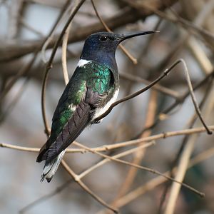 Discovery Outpost - Hummingbird Aviary - White-necked Jacobin