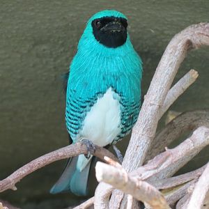 Discovery Outpost - Hummingbird Aviary - Swallow Tanager