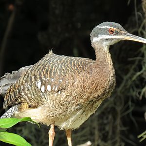 Discovery Outpost - Hummingbird Aviary - Greater Sunbittern