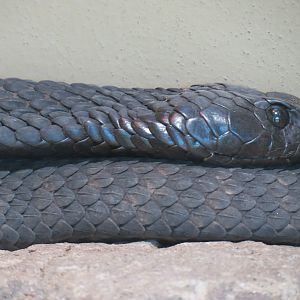 Discovery Outpost - Reptile House - Rinkhals