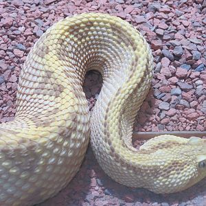 Discovery Outpost - Reptile House - Neotropical Rattlesnake