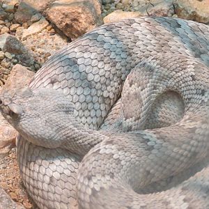 Discovery Outpost - Reptile House - Santa Catalina Island Rattlesnake