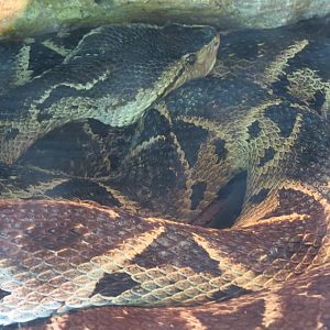 Discovery Outpost - Reptile House - Terciepelo