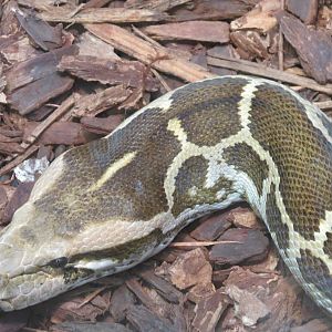 Discovery Outpost - Reptile House - Indian Python