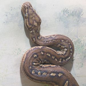 Discovery Outpost - Reptile House - Angolan Python