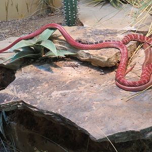 Discovery Outpost - Reptile House - Red Coachwhip