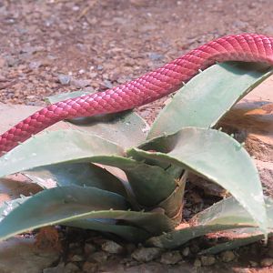 Discovery Outpost - Reptile House - Red Coachwhip