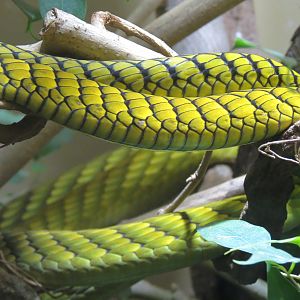 Discovery Outpost - Reptile House - Green Mamba