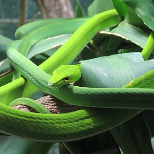 Discovery Outpost - Reptile House - Asian Vine Snake