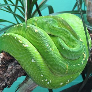 Discovery Outpost - Reptile House - Green Tree Python