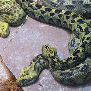 Discovery Outpost -  Reptile House - Ethiopian Mountain Viper