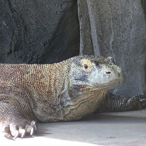 Discovery Outpost - Reptile House - Komodo Dragon
