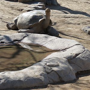 Discovery Outpost - Galapagos Tortoise Exhibit Yard 2