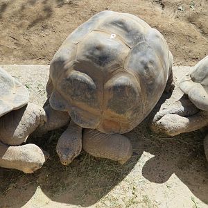 Discovery Outpost - Galapagos Tortoise