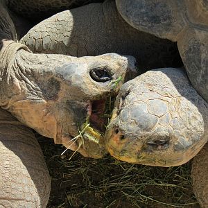 Discovery Outpost - Galapagos Tortoise