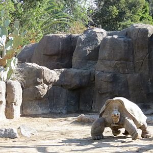 Discovery Outpost - Galapagos Tortoise Exhibit Yard 2
