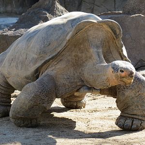 Discovery Outpost - Galapagos Tortoise