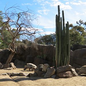 Discovery Outpost - Galapagos Tortoise Exhibit Yard 2