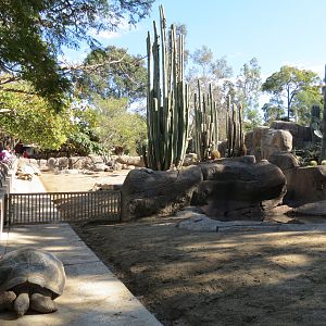 Discovery Outpost - Galapagos Tortoise Exhibit Yard 3
