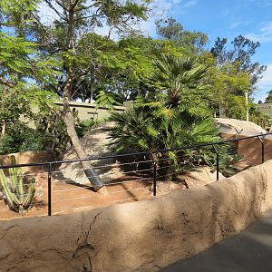 Discovery Outpost - Cuban Iguana Exhibit