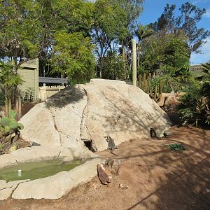 Discovery Outpost - Exuma Island Iguana Exhibit