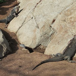 Discovery Outpost - Exuma Island Iguana Exhibit