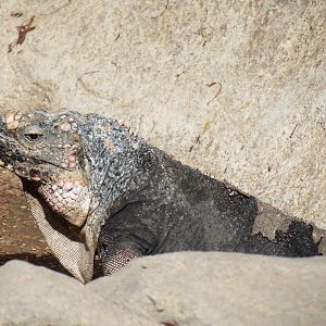 Discovery Outpost - Exuma Island Iguana