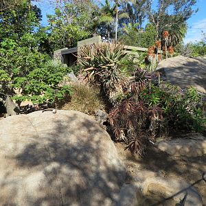 Discovery Outpost - Southern Leopard Tortoise Exhibit