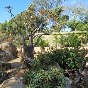 Discovery Outpost - Southern Leopard Tortoise Exhibit