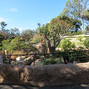 Discovery Outpost - Southern Leopard Tortoise Exhibit