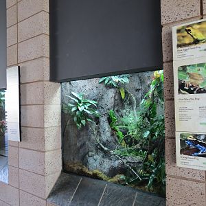 Discovery Outpost - Reptile Walk - Frog Exhibit
