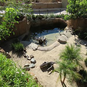 Discovery Outpost - Reptile Walk- Chinese Alligator Exhibit