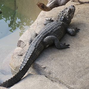 Discovery Outpost - Reptile Walk- Chinese Alligator
