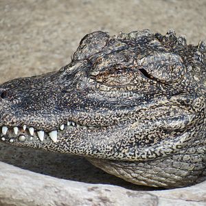 Discovery Outpost - Reptile Walk- Chinese Alligator
