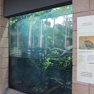 Discovery Outpost - Reptile Walk - Roti Island Snake-necked Turtle Exhibit