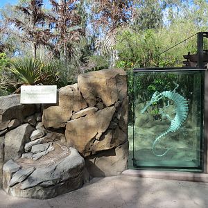 Discovery Outpost - Johnston's Crocodile and Turtles Exhibit