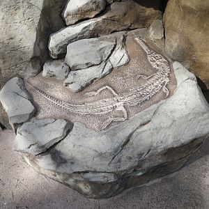 Discovery Outpost - Johnston's Crocodile and Turtles Exhibit - Interpretive