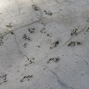 Discovery Outpost - Johnston's Crocodile and Turtles Exhibit - Simulated Fo