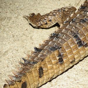 Discovery Outpost - Johnston's Crocodile