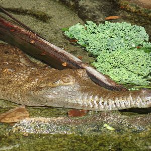 Discovery Outpost - Johnston's Crocodile