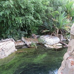 Discovery Outpost - Johnston's Crocodile and Turtles Exhibit