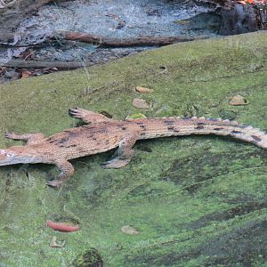 Discovery Outpost - Johnston's Crocodile