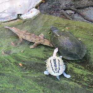 Discovery Outpost - Johnston's Crocodile, Malaysian Giant Turtle, and Paint