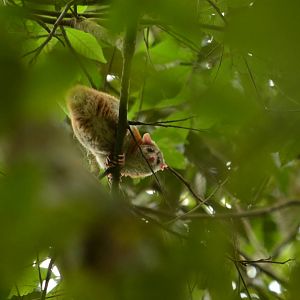 Central American Woolly oppossum (Caluromys derbyanus)